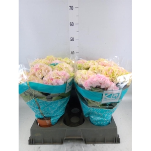 Hydrangea mac. 'Hi Diamond'