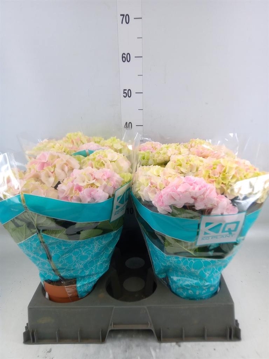 <h4>Hydrangea mac. 'Hi Diamond'</h4>