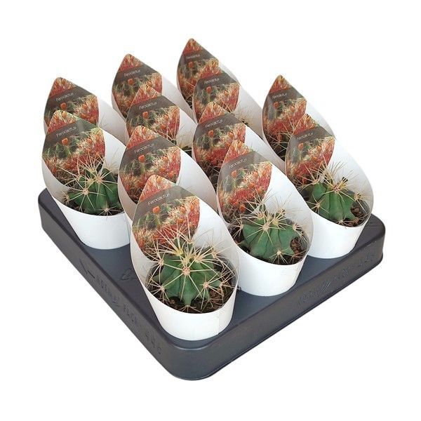 <h4>Ferocactus Glaucescens Potcover</h4>