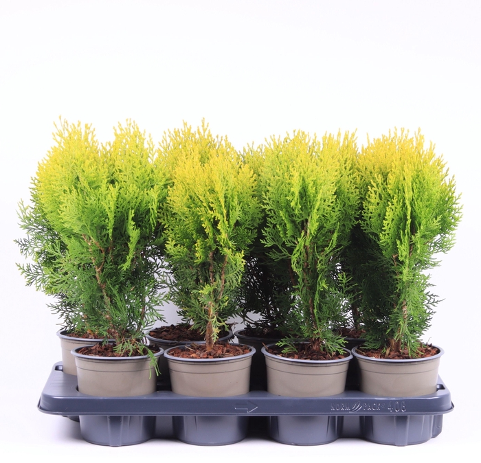 <h4>Platycladus orientalis 'Aurea Nana'</h4>