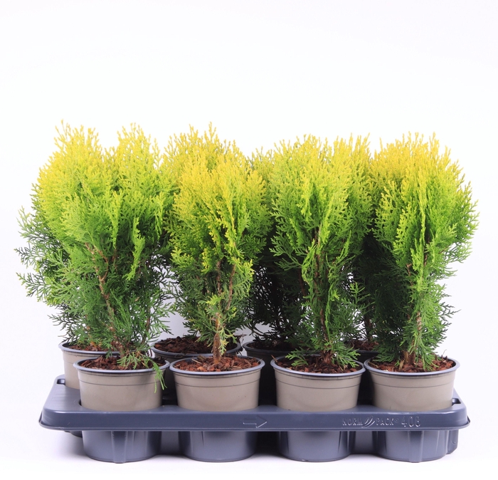 <h4>Platycladus orientalis 'Aurea Nana'</h4>