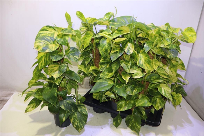 <h4>Epipr Mosstok</h4>