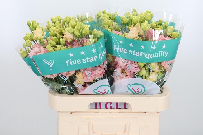 <h4>Eus G Alissa Peach</h4>