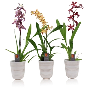 Inca Orchid mix 1 spike in kraspot wit