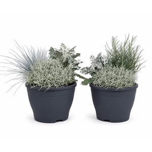 Patio Plant p 19