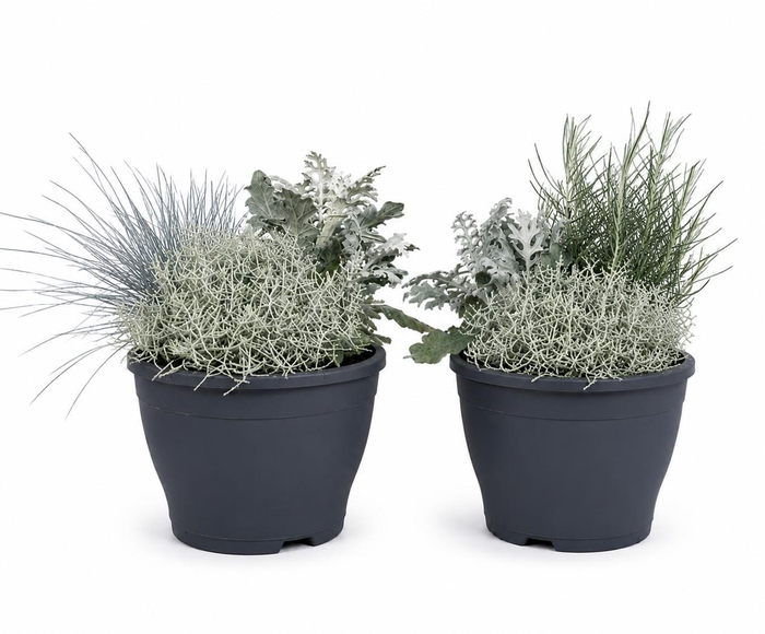 <h4>Patio Plant p 19</h4>