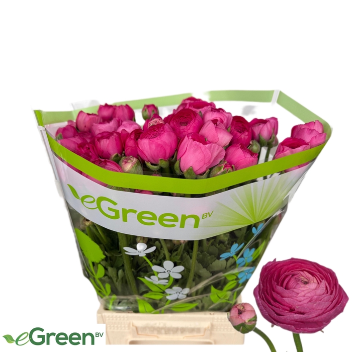 <h4>RAN THOM BONBON</h4>