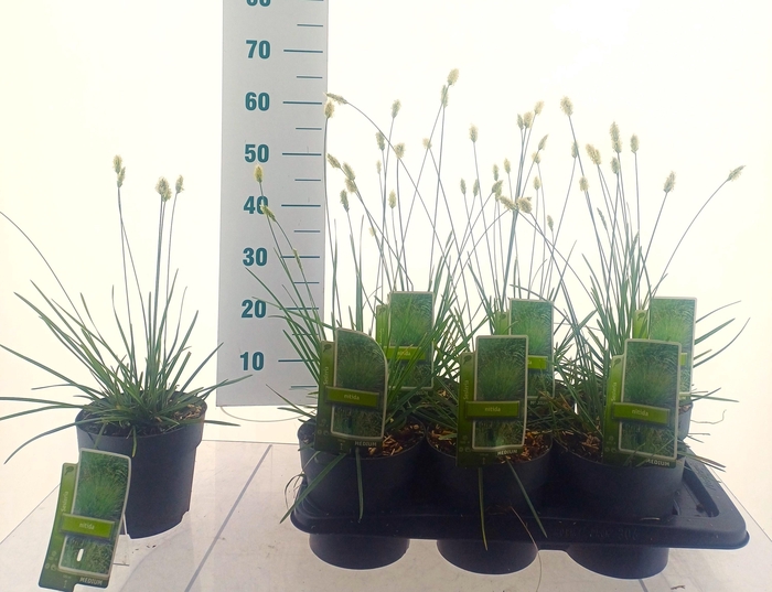 <h4>SESLERIA NITIDA</h4>