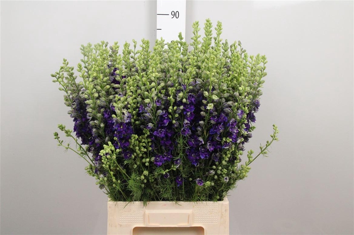 <h4>Cons R Q Dark Blue</h4>