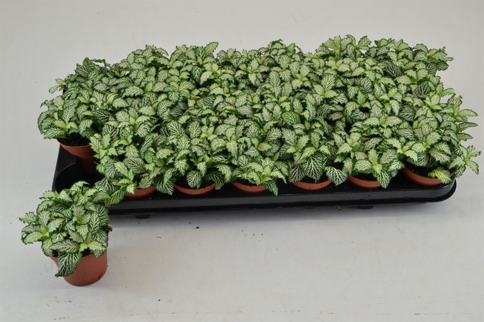<h4>Fittonia  'Mosaic White Tiger'</h4>