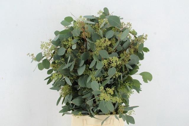 <h4>EUC OV BLAD BS</h4>