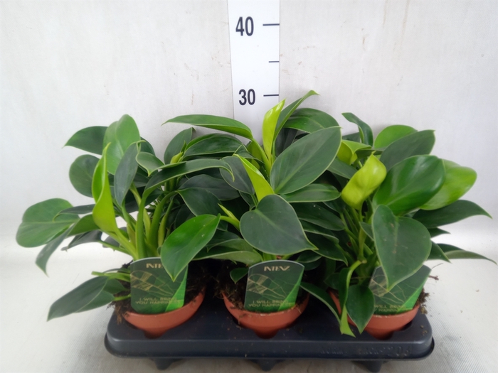 Philodendron  'Green Princess'