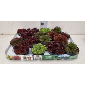 Sempervivum   ...