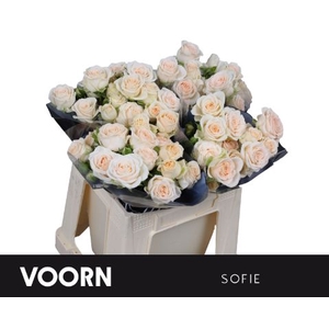 R Tr Sofie Voorn