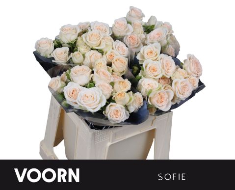 <h4>R Tr Sofie Voorn</h4>