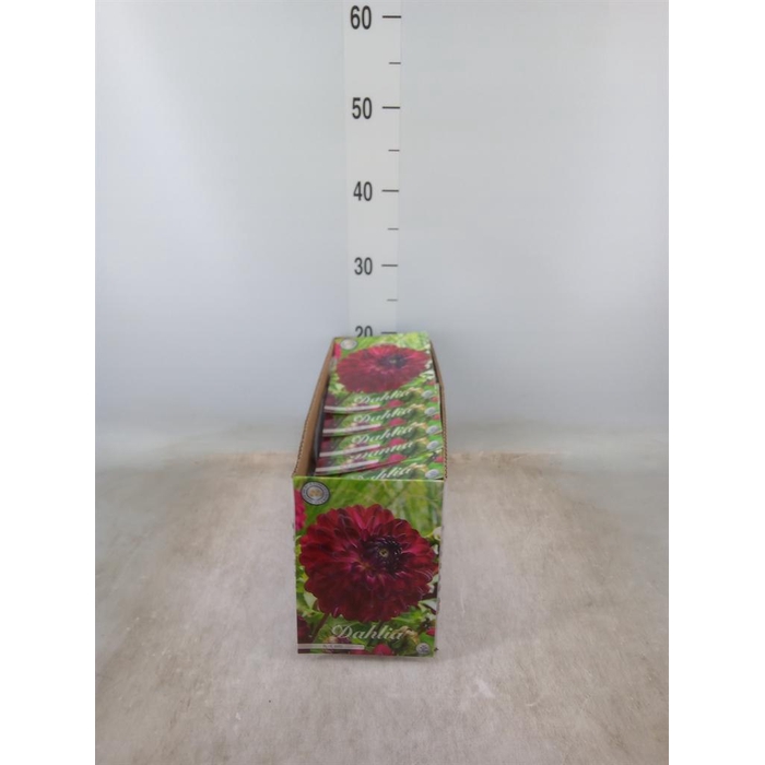 <h4>Dahlia   ...flowerbulbs</h4>