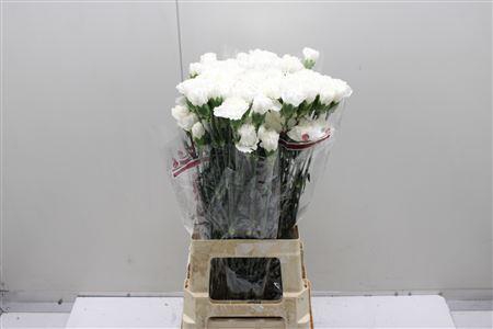 <h4>Di St Moonlight</h4>