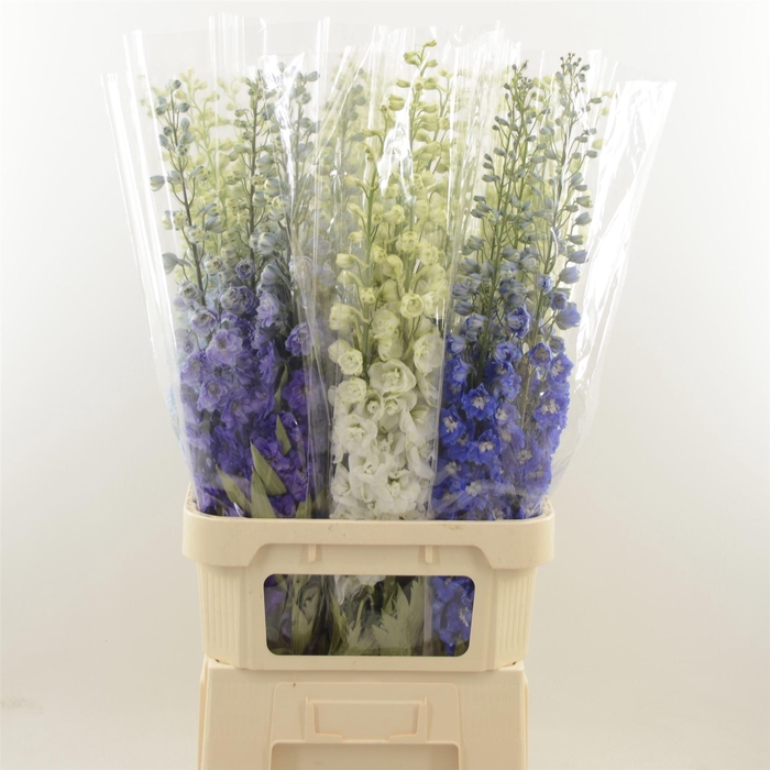 <h4>Delphinium Mix</h4>