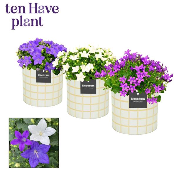 <h4>Campanula Mix in Tirza Decorum</h4>