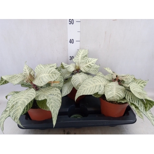 Aphelandra squar. 'White Wash'  NB