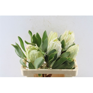 Protea Cynaroides Green
