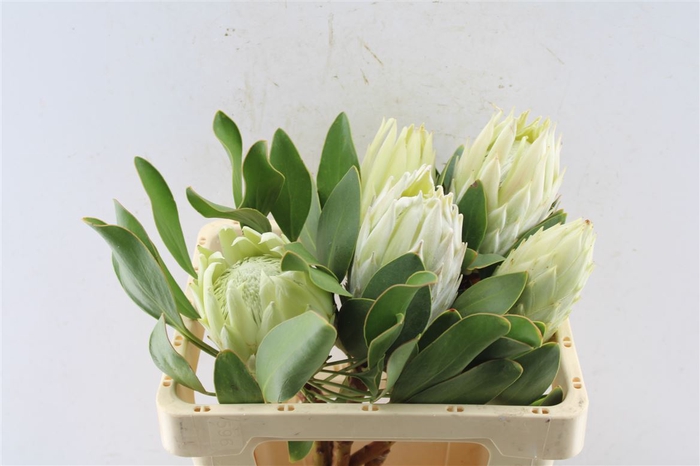 <h4>Protea Cynaroides Green</h4>