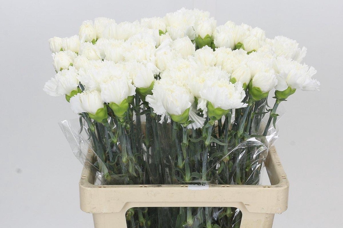 <h4>Dianthus St Holly</h4>