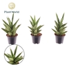 Sansevieria Starshooter 7 cm (Decorum)