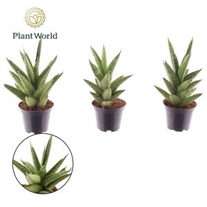 Sansevieria Starshooter 7 cm (Decorum)