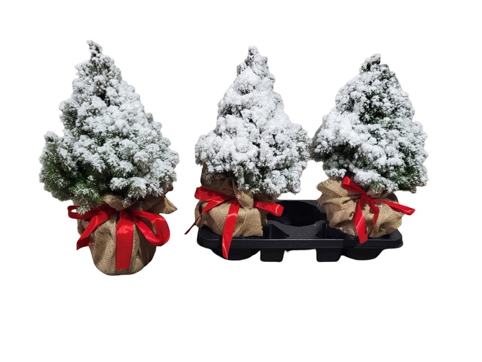 <h4>PICEA GL CONICA</h4>