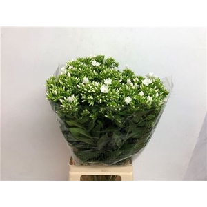 Phlox P Whitecap