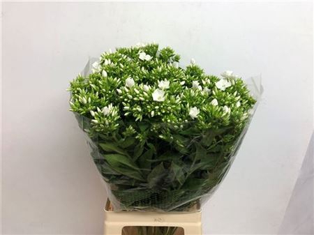 Phlox P Whitecap