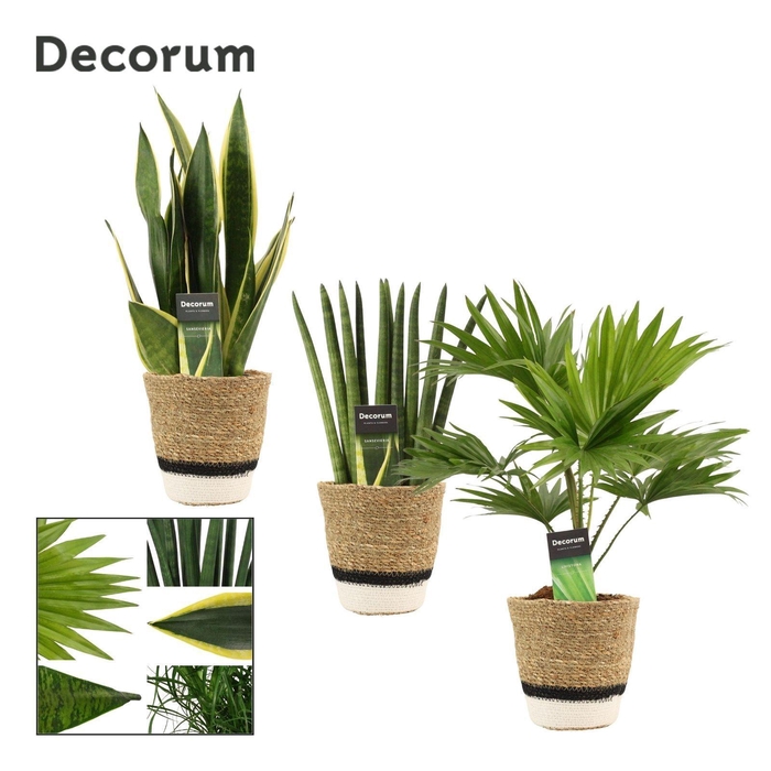 <h4>Groenmix 12 cm in Hanoi mand wit (Deco-collection)</h4>