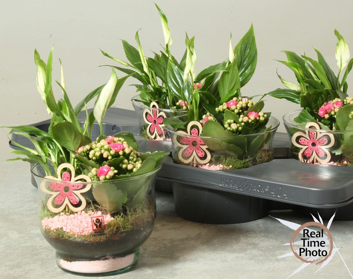 <h4>ARR KAMERPL</h4>