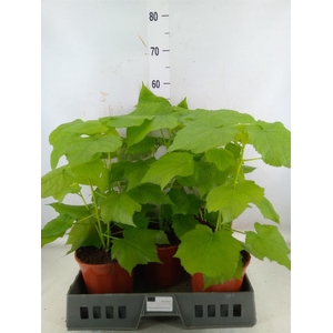 Sparrmannia africana