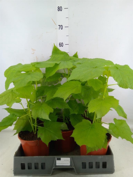 <h4>Sparrmannia africana</h4>