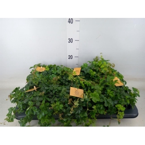 Parthenocissus inserta