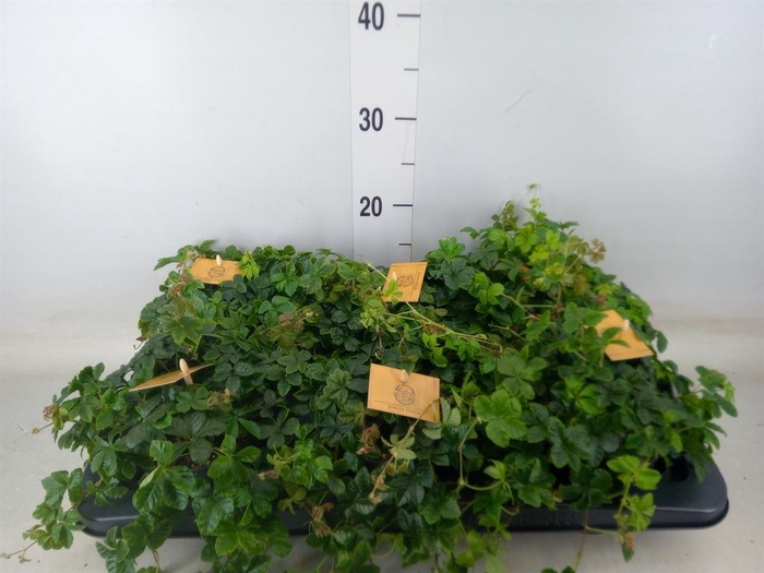 <h4>Parthenocissus inserta</h4>