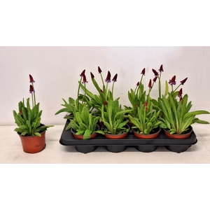 PRIM VIALII