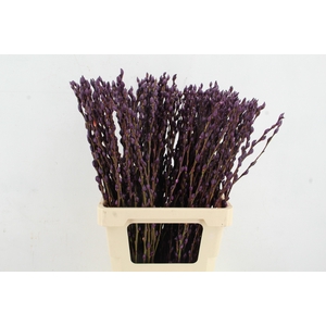 Salix Snowflake 70cm D.Lilac