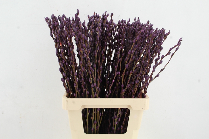 <h4>Salix Snowflake 70cm D.Lilac</h4>