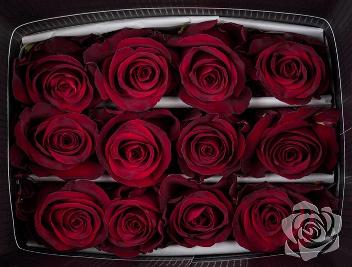 <h4>R GR EXPLORER EQ</h4>