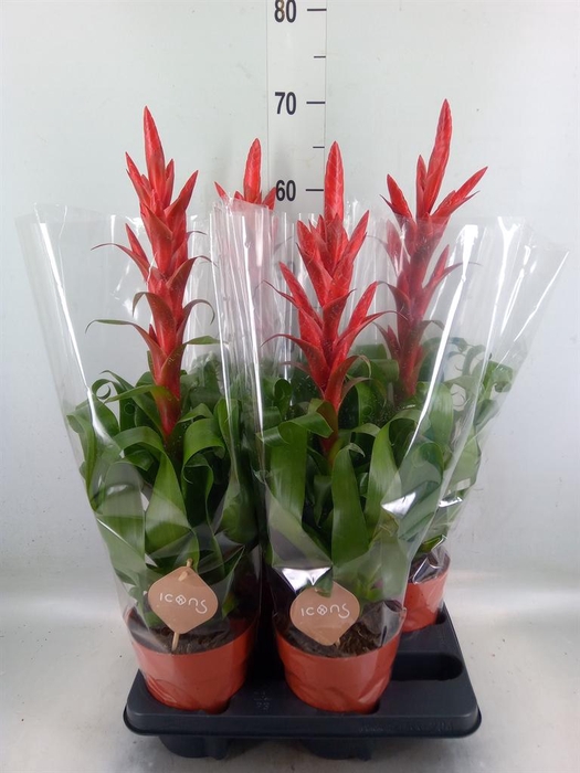 <h4>Tillandsia  'Naomi'</h4>