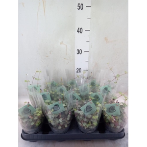 Ceropegia woodii ssp. woodii