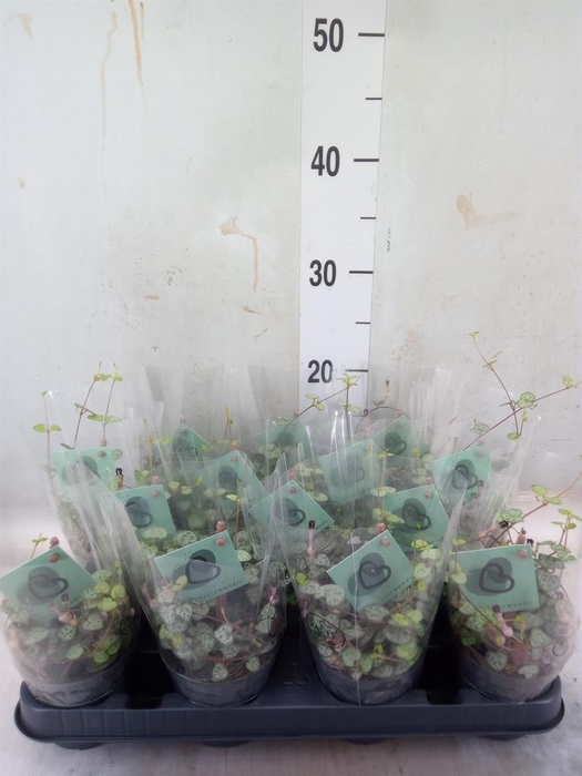 <h4>Ceropegia woodii ssp. woodii</h4>