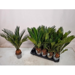 CYCAS REVOLUTA