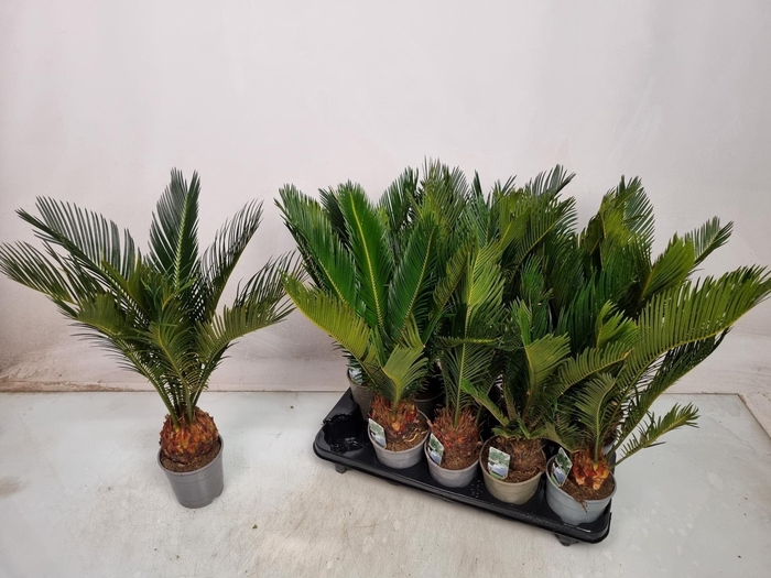 <h4>CYCAS REVOLUTA</h4>