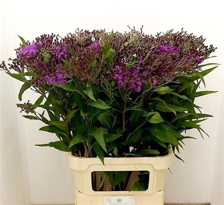 <h4>Vernonia Crinita</h4>