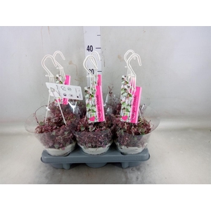 Ceropegia woodii 'Variegata'