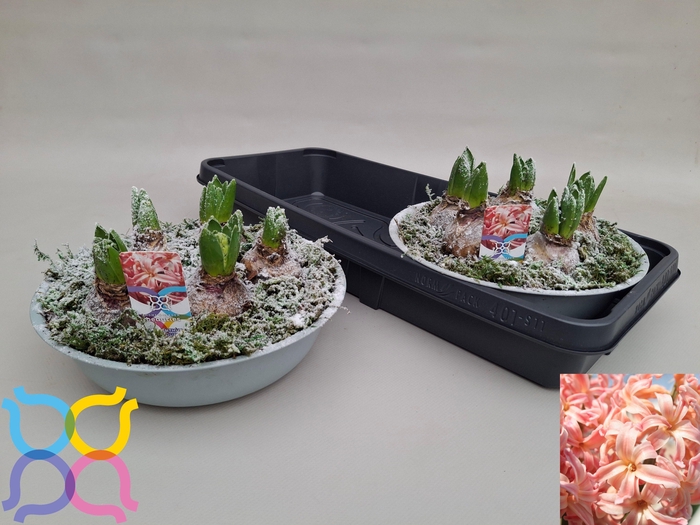 <h4>ARR HYACINTH</h4>